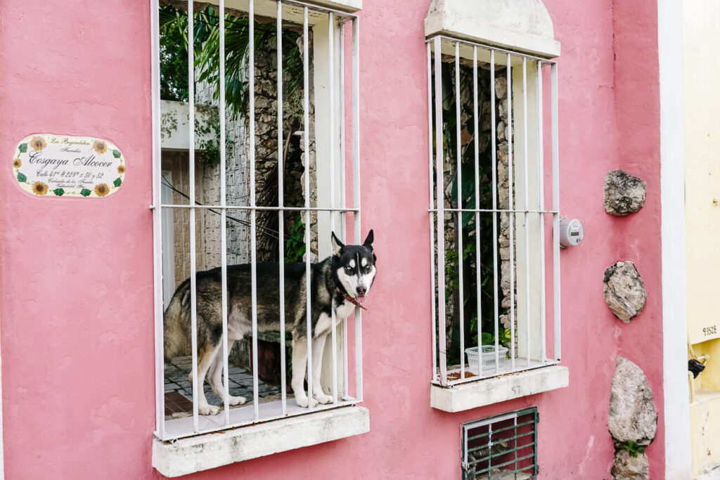hond in roze huis Valladolid