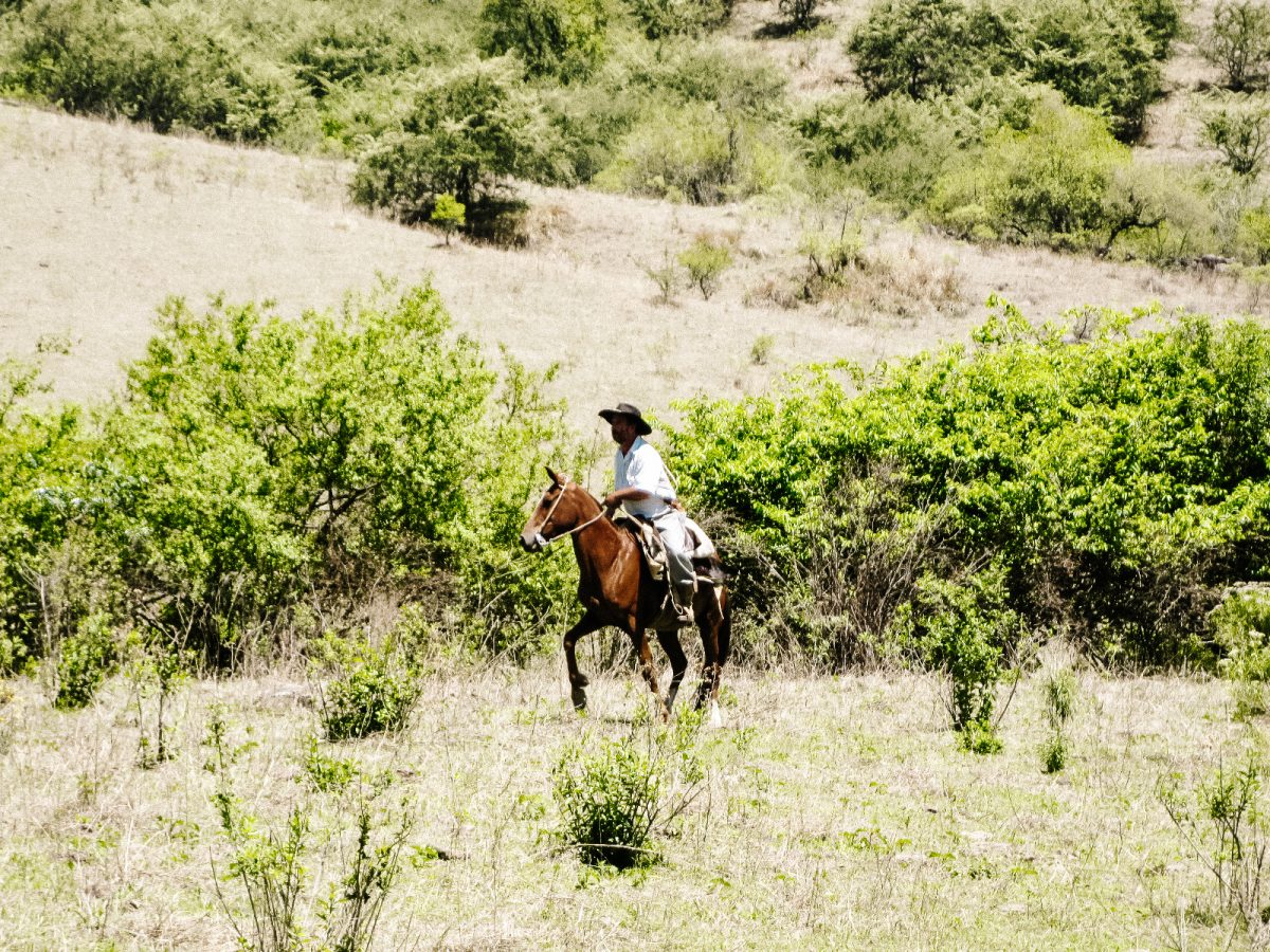 Visit and estancia and get a better idea of the Argentine gaucho life. You can go horseback riding on the vast pampas, help out on the farm and enjoy the most delicious empanadas and asados, (a traditional Argentine BBQ).