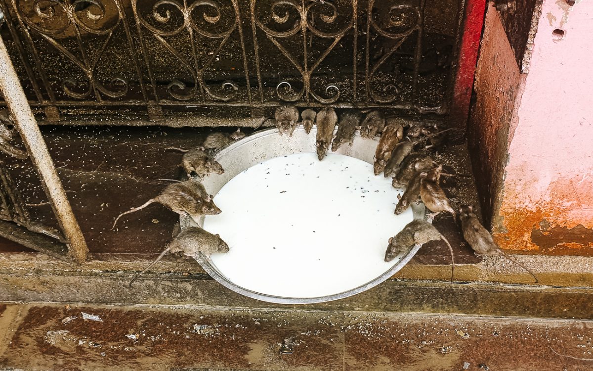 De heilige rattentempel van Karni Mata in Deshnok.