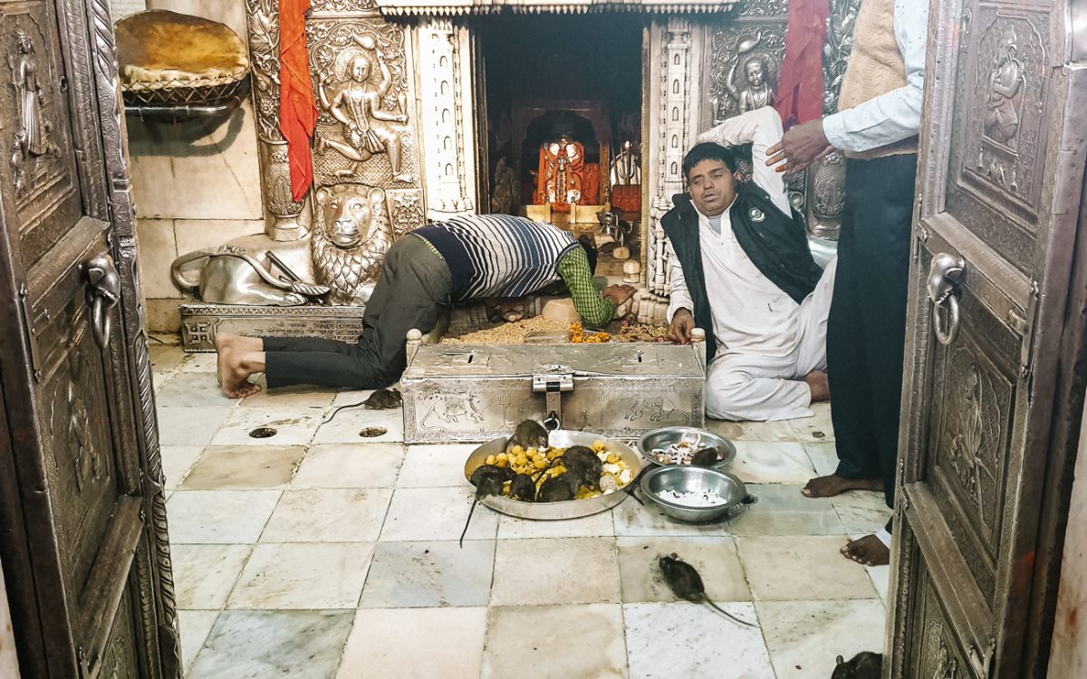 priester Rattentempel India Karni Mata Deshnok