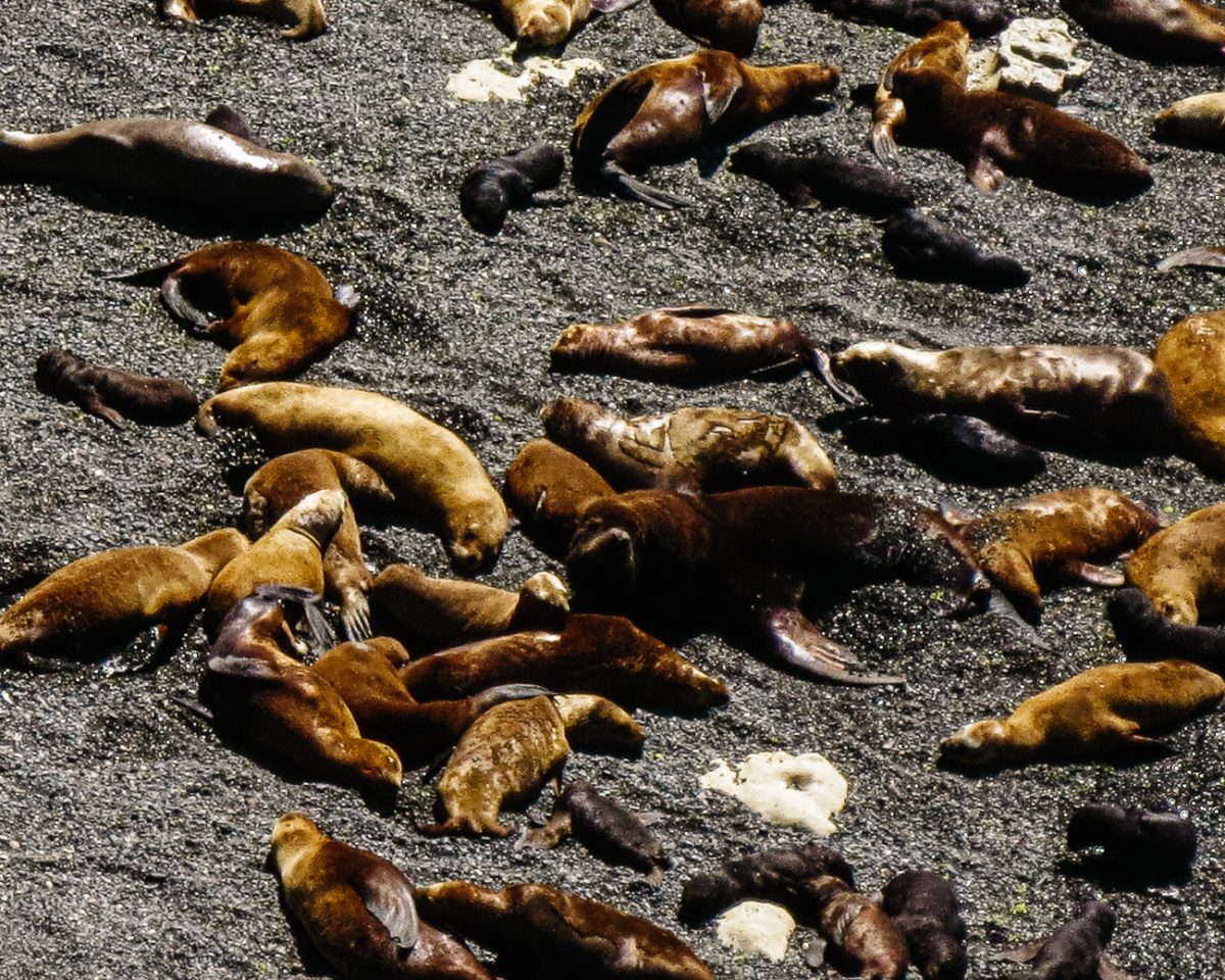 Bij Punta Loma heb je zicht op de zeehondenkolonie.