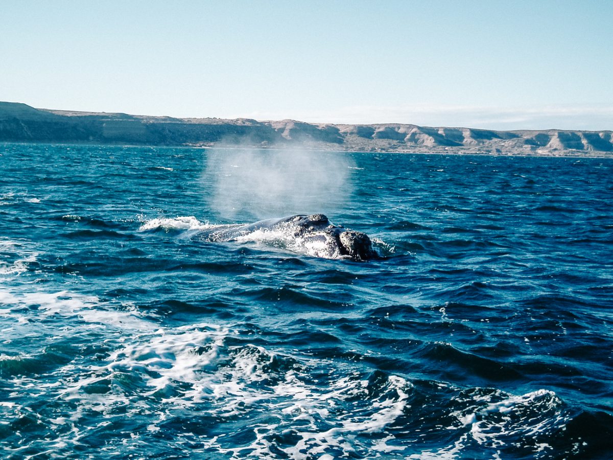 In Puerto Madryn, it is possible to go whale watching in Peninsula Valdes.