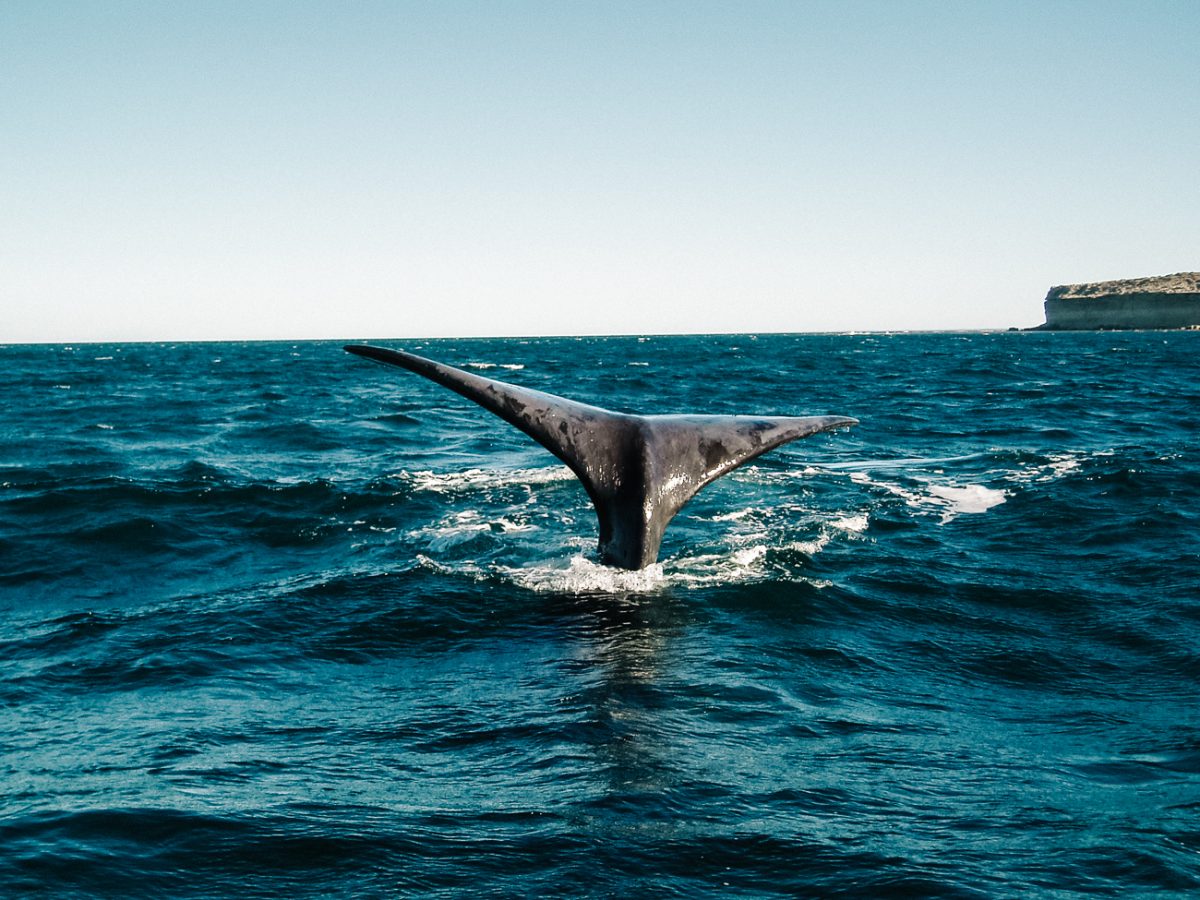 From July to the end of October and from the end of December to March, there is a great chance of seeing whales, along the Pacific Coast in Costa Rica.