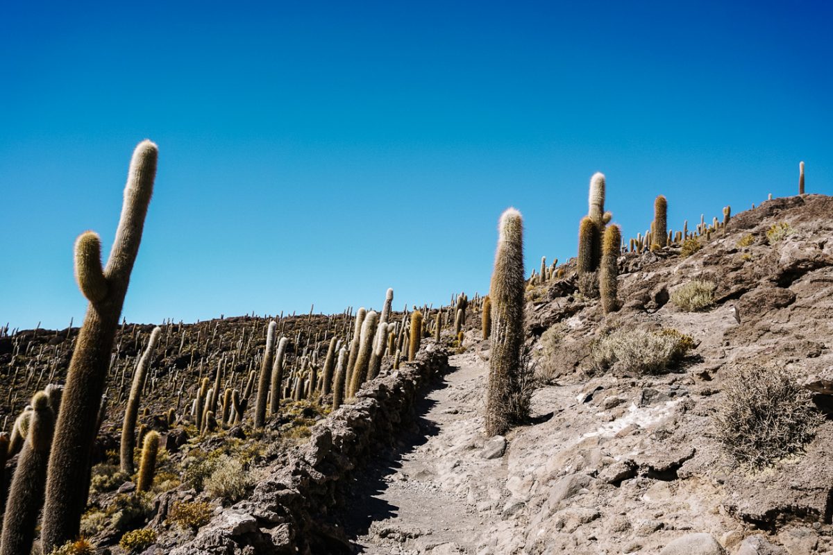 On Incahuasi you can go for a nice walk of 1.5 hours, along the different cactuses.