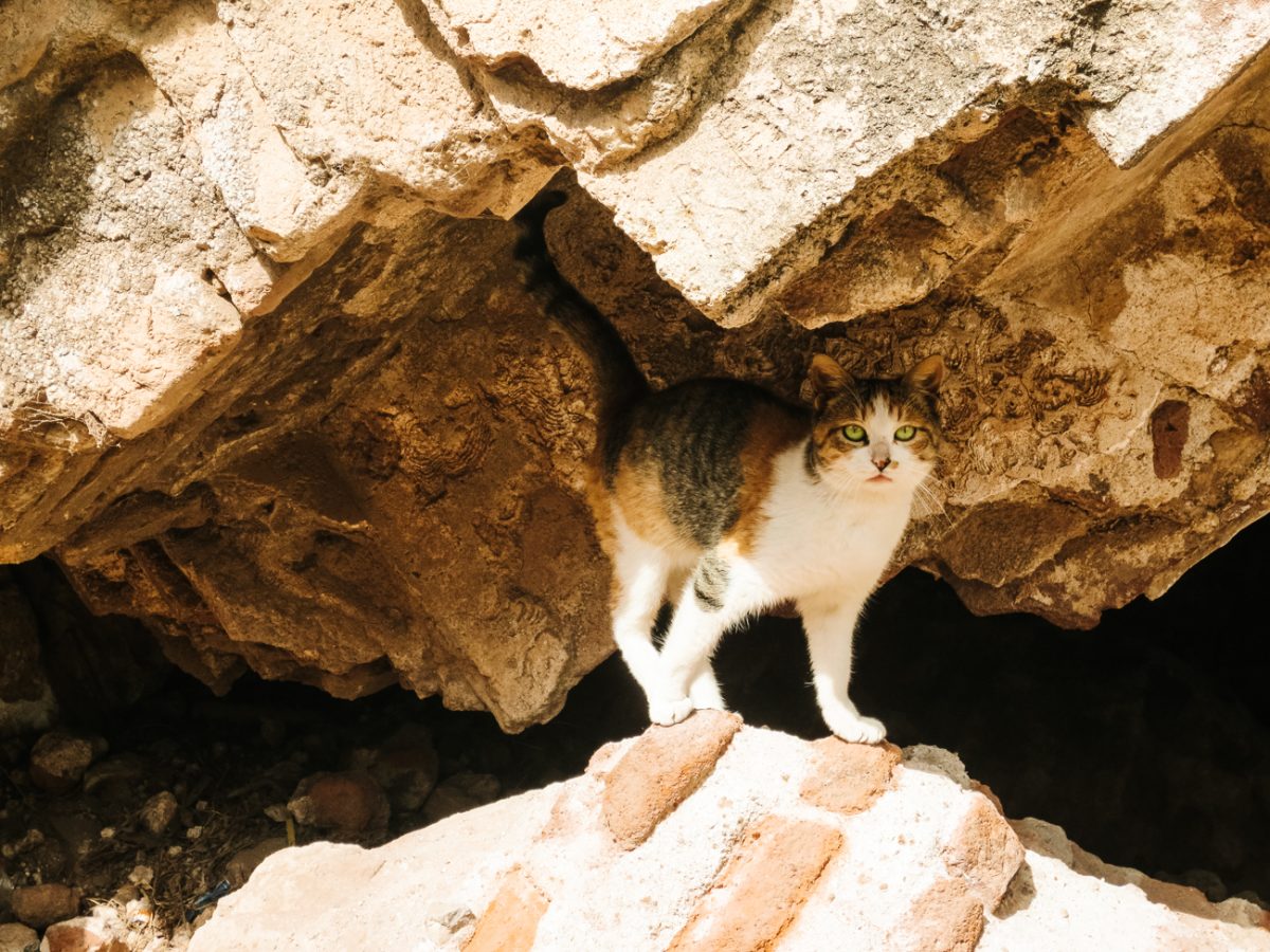 Cat at ruins in Guatemala.