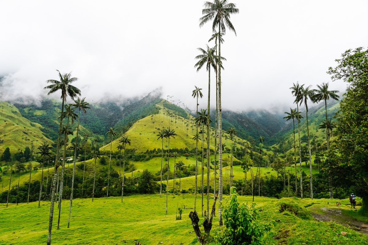 valle de Cocora | one of the most beautiful places in Colombia - Colombia travel tips