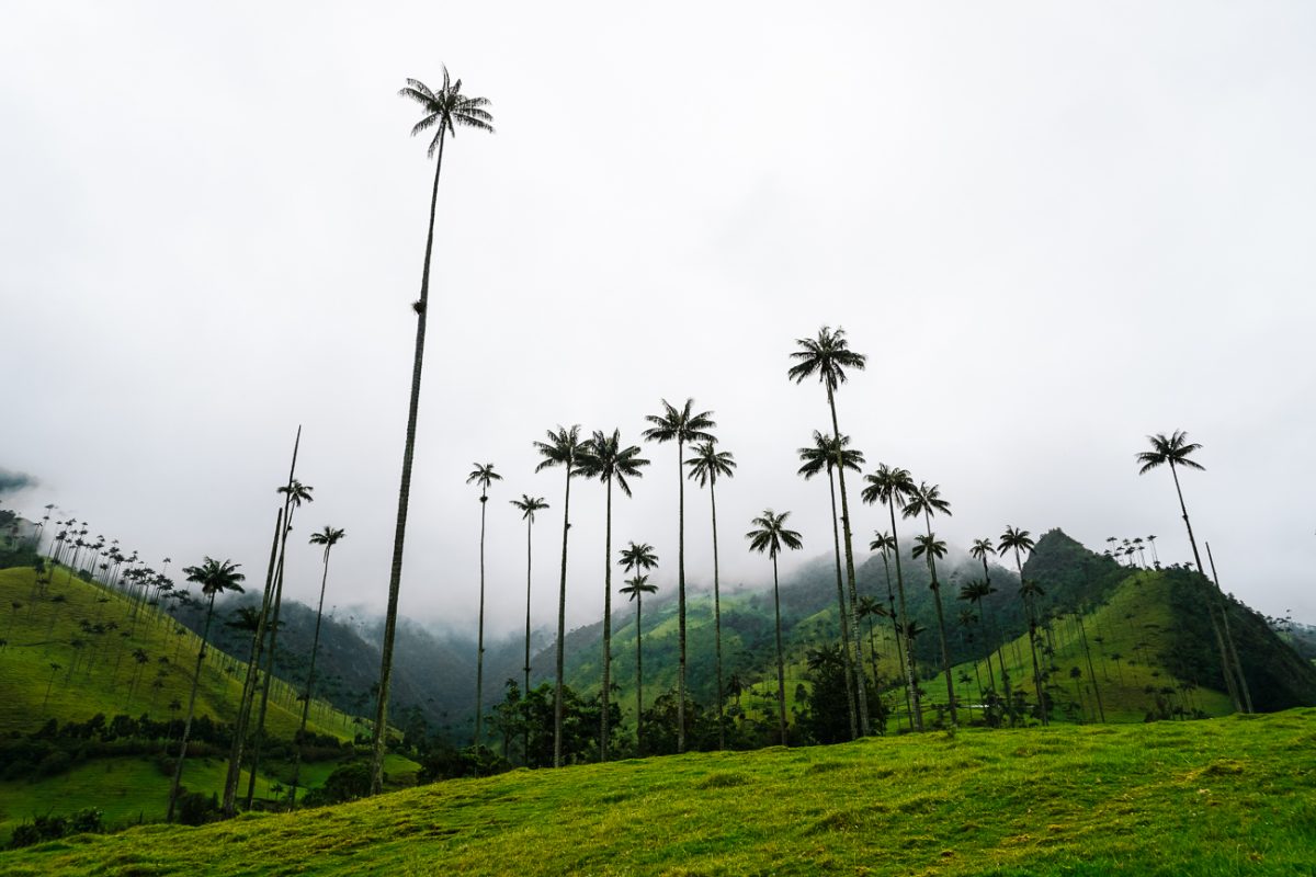 wax palms in Valle de Cocora 