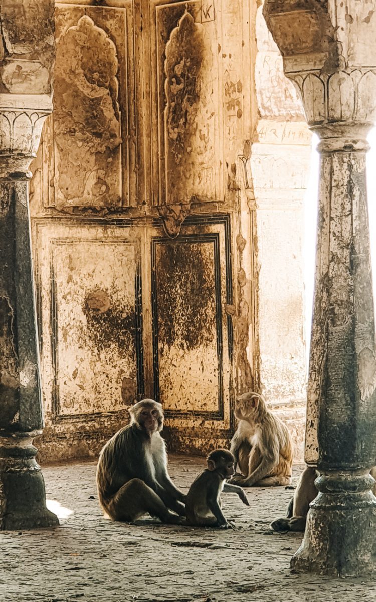 Galta Kund tempel en Galta Ji Temple, staan bekend als de apen tempel, waar honderden brutale apen rondrennen en door de bomen zwaaien. 