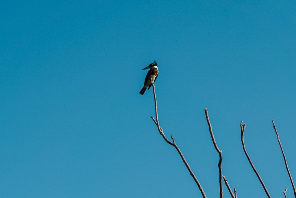 een tocht over de rio Magdalena