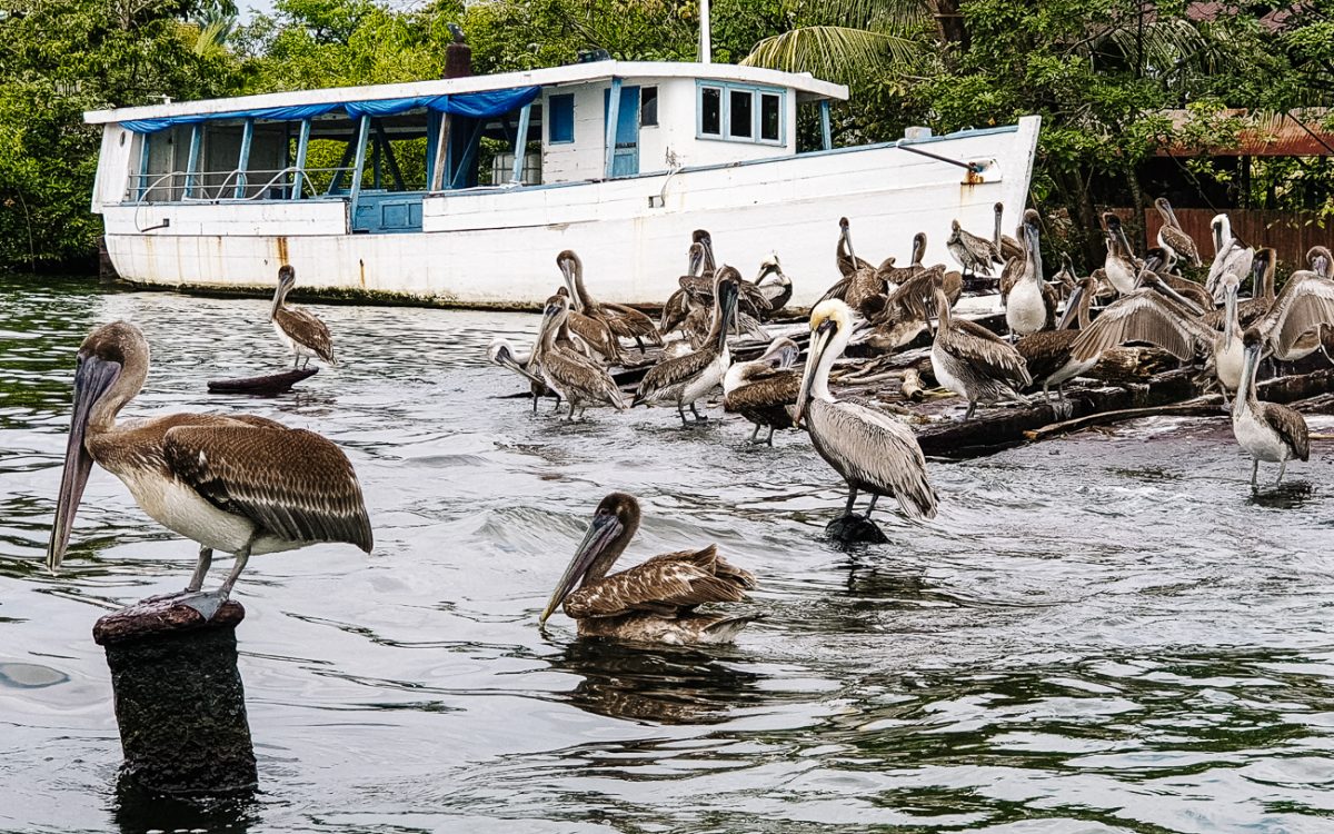 Pelikanen in de haven van Livingston in Guatemala.