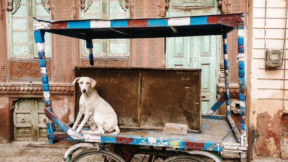 Hond op straat in India.