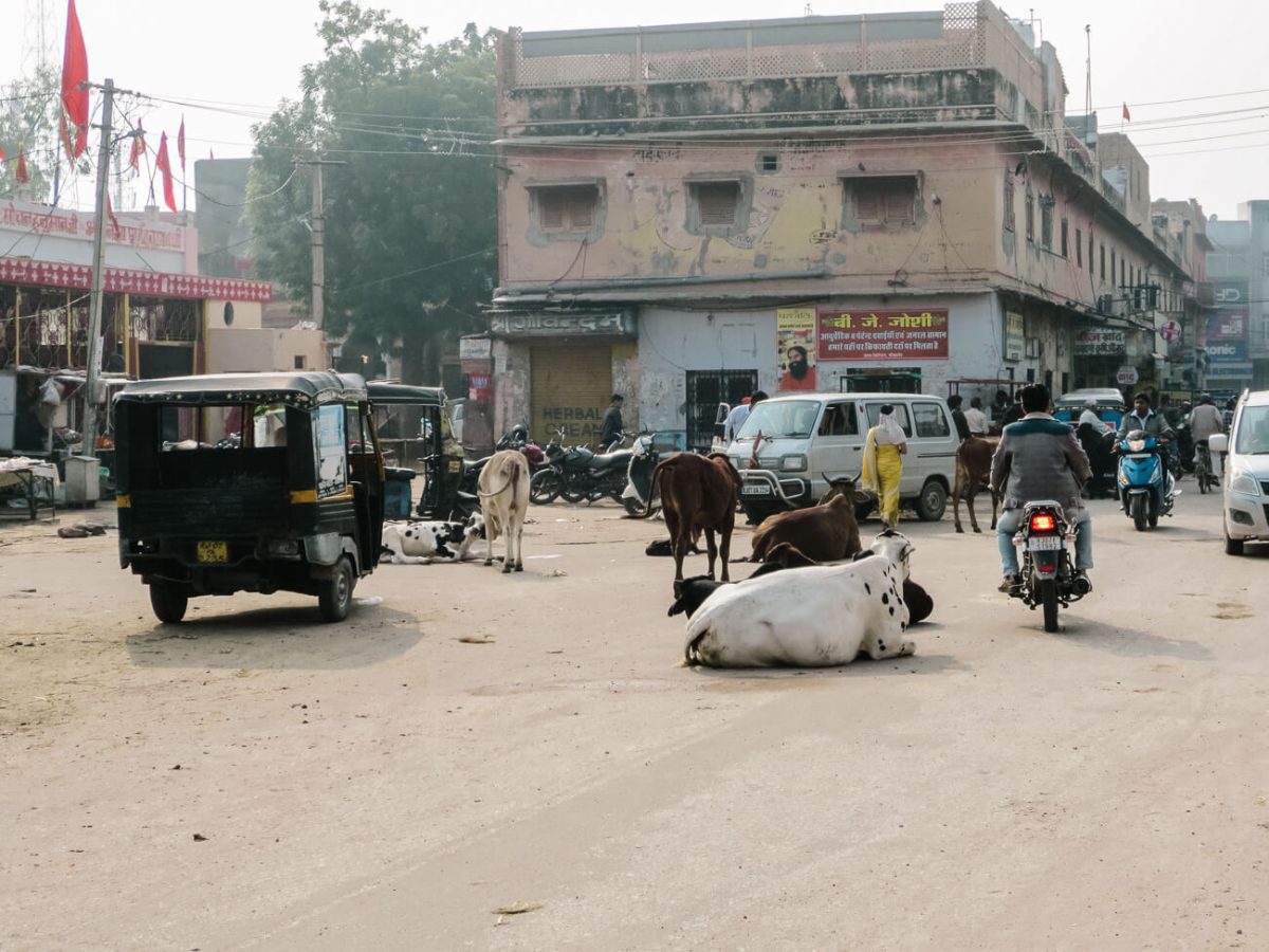 Watch out for the many oxen and cows that walk the street in Bikaner.