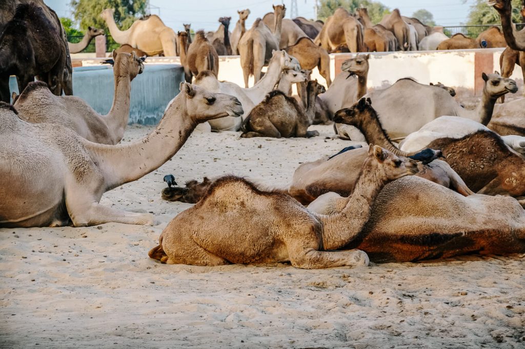 Camel breeding farm nabij Bikaner in India.