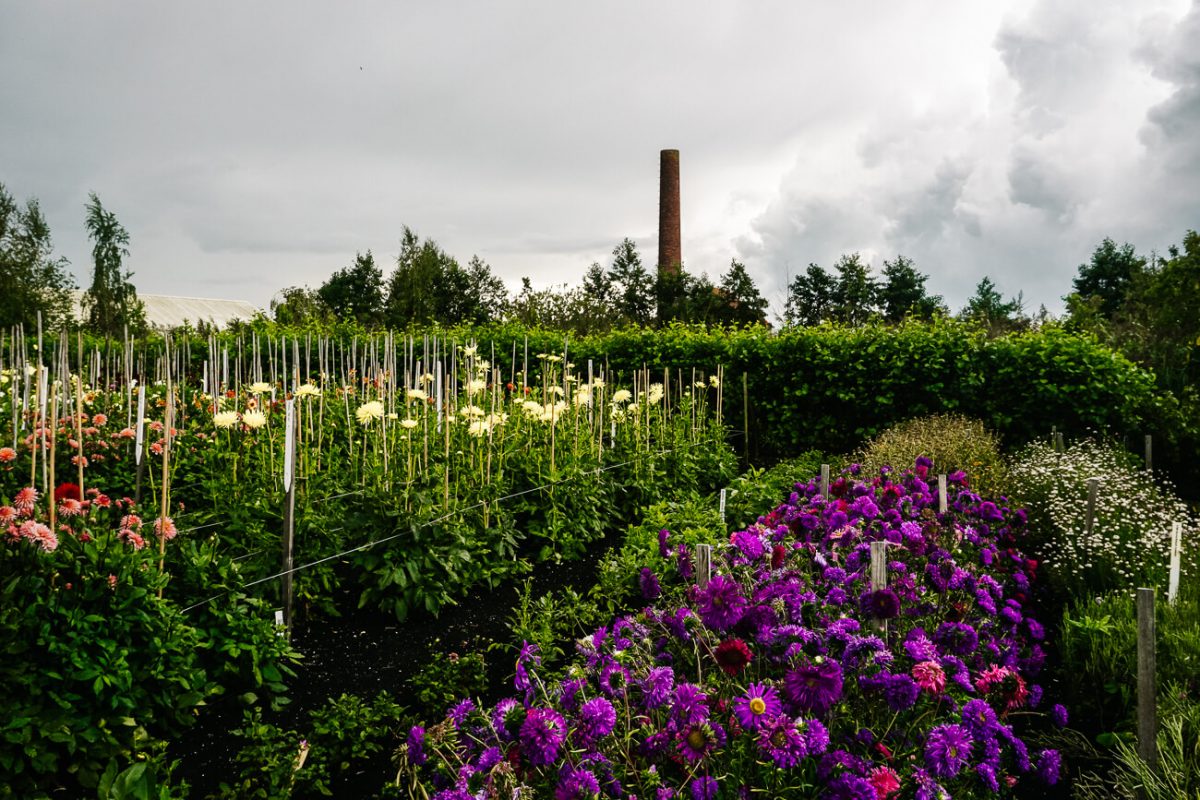 The historical garden of Aalsmeer is a living open-air garden museum with greenhouses and flowerfields.