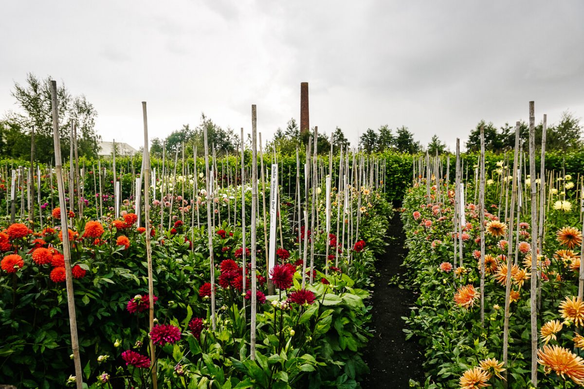 If you love flowers, Aalsmeer is a place you don't want to miss during your visit to the Netherlands. 