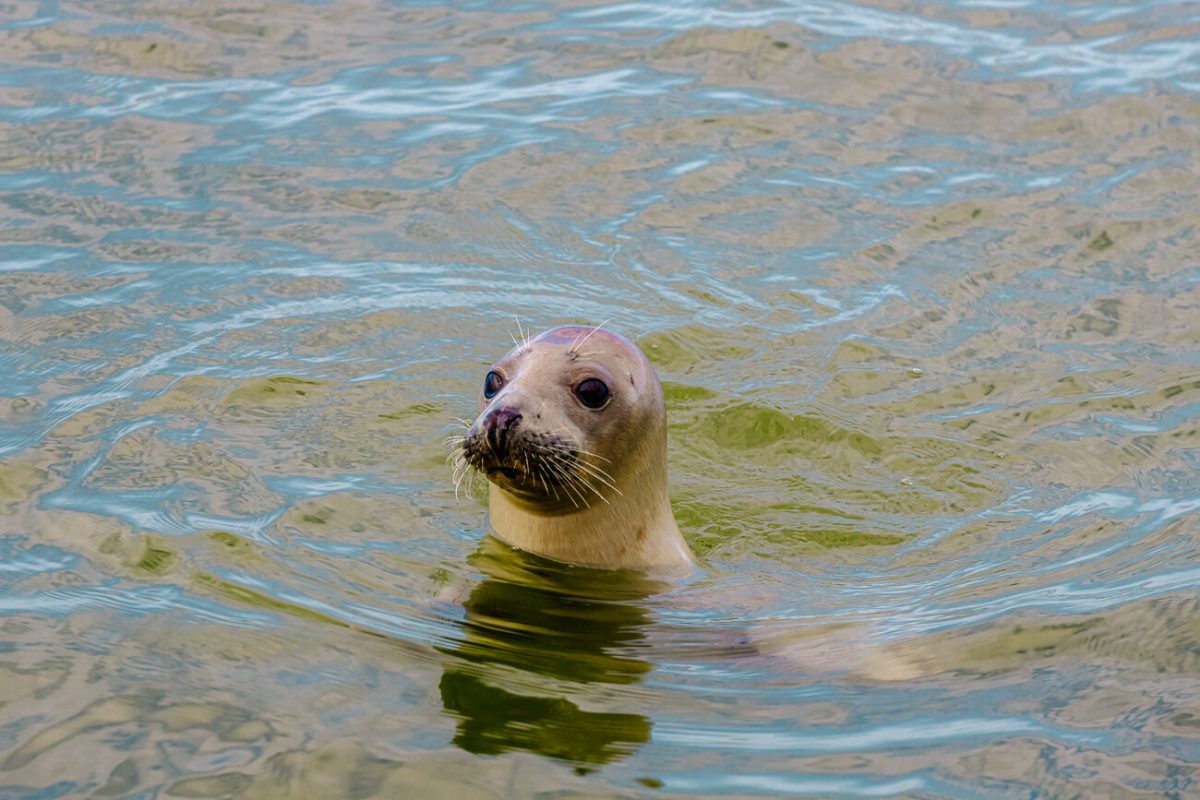 things to do on Texel | observe sea lions