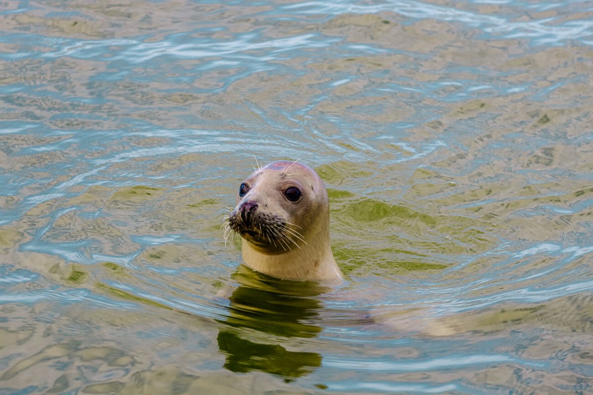 Wat te doen op Texel