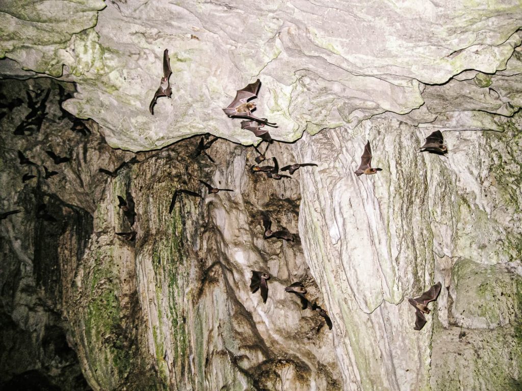 De Lanquin caves liggen aan de rand van het stadje en maken aan het einde van de dag een leuk uitstapje. Rond zonsondergang komen hier namelijk duizenden vleermuizen uitgevlogen.