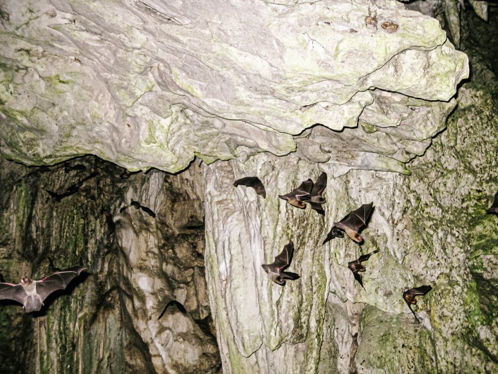 bats in Lanquin caves Guatemala