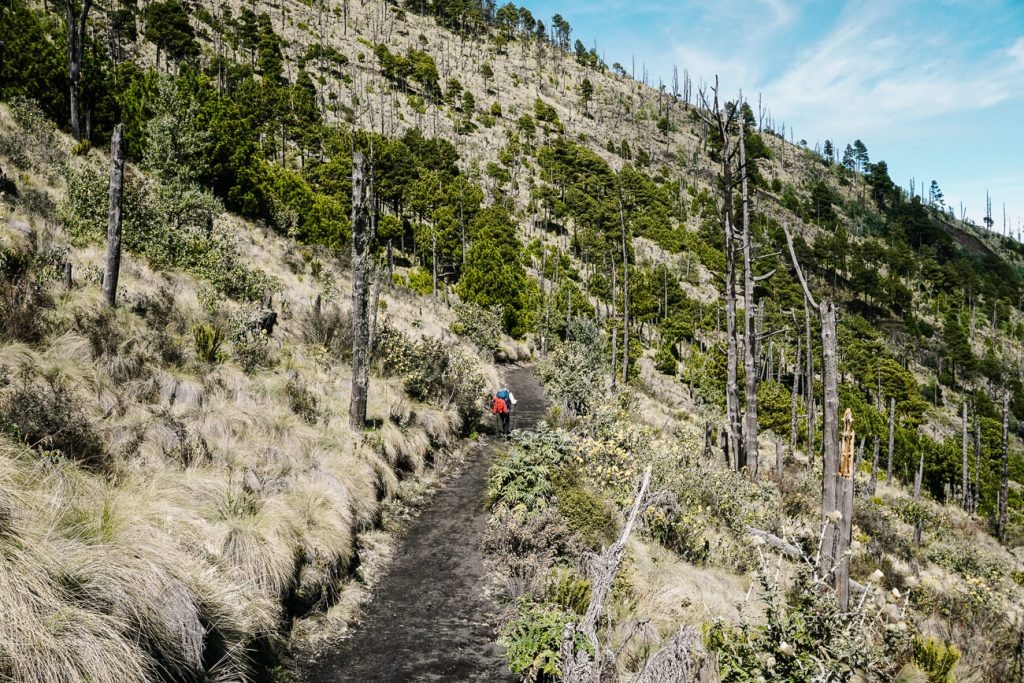 naaldbomen langs de route o op de Acatenango vulkaan in Guatemala