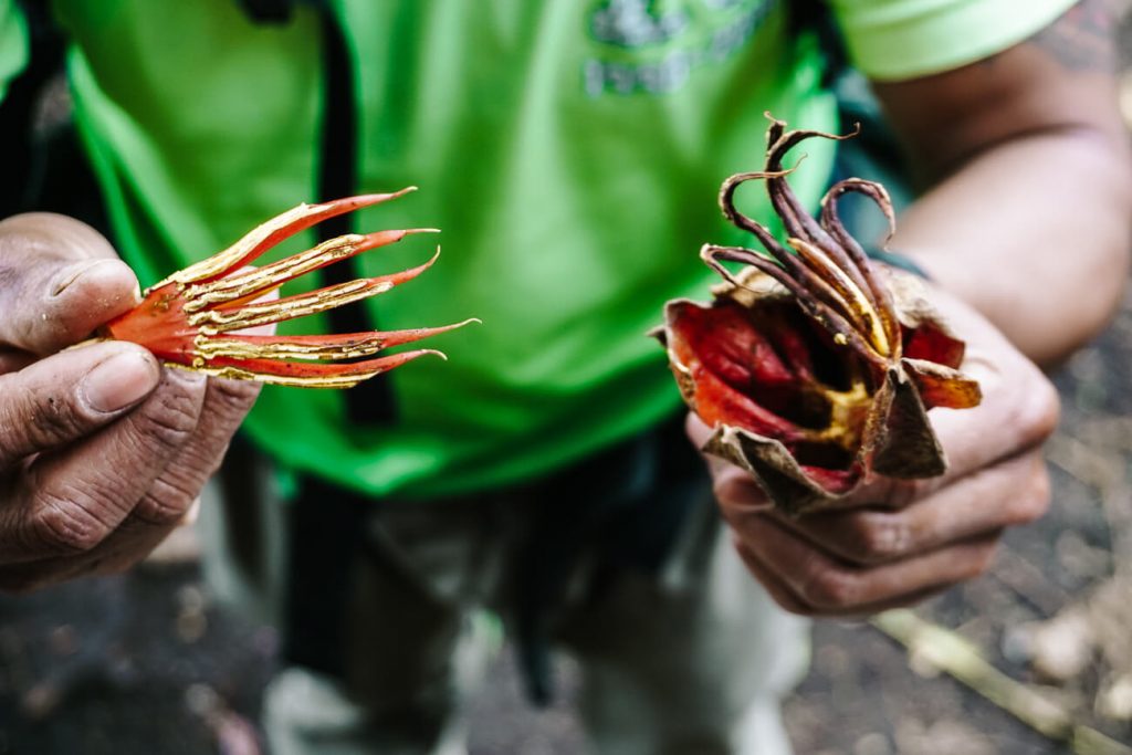 planten op de vulkaan in Guatemala