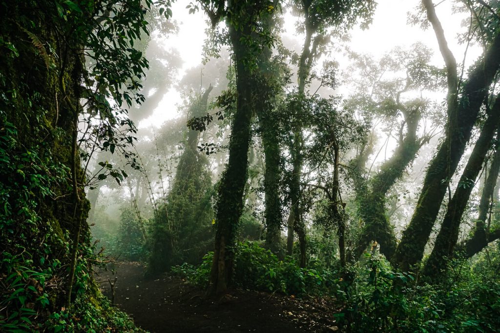 cloud forest in Guatemala