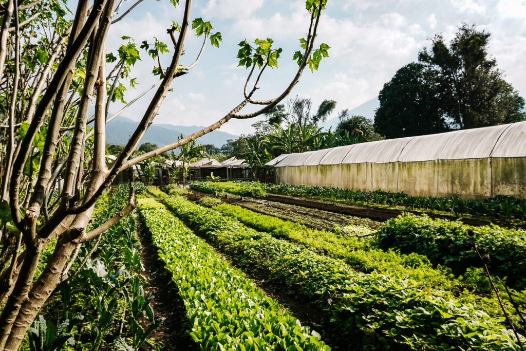 Caoba farms - one of the best things to do in Antigua Guatemala on weekends.