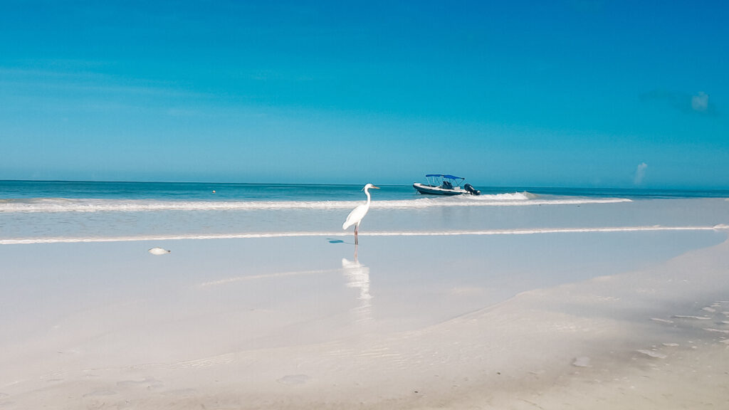 birds at beach with white sand at Isla Holbox