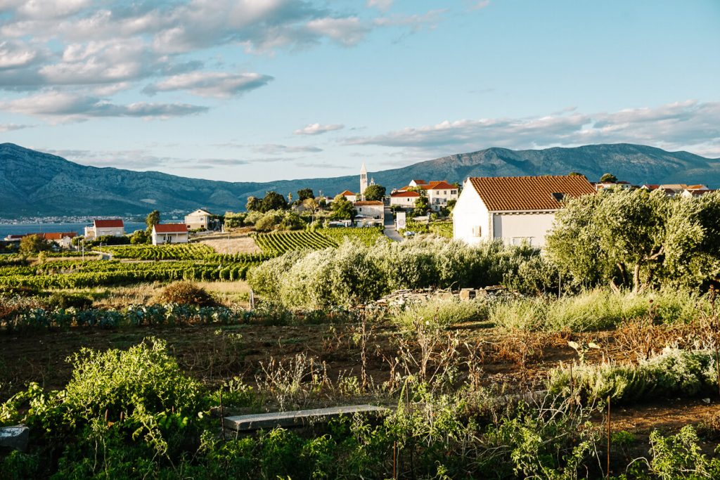 view of wine tasting Vitis, in Lumbarda on Korcula eiland, Dalmatian coast