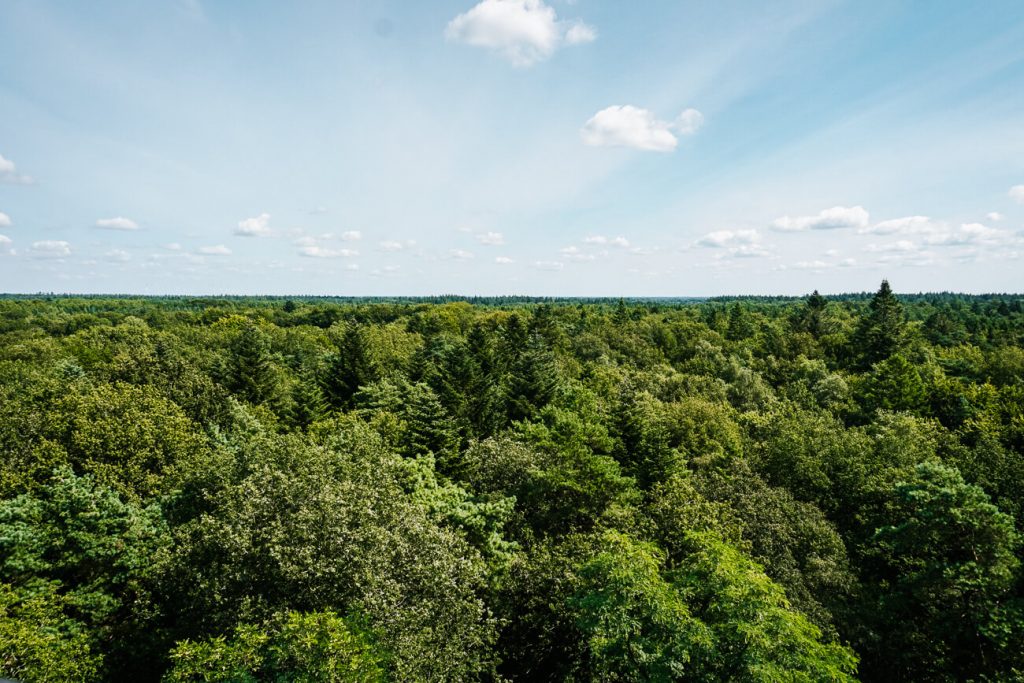 view from De Poolshoogte observation tower in forestry Odoorn