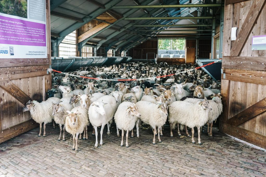 sheep in sheepfold Ruinen, one of the top things to do in Drenthe