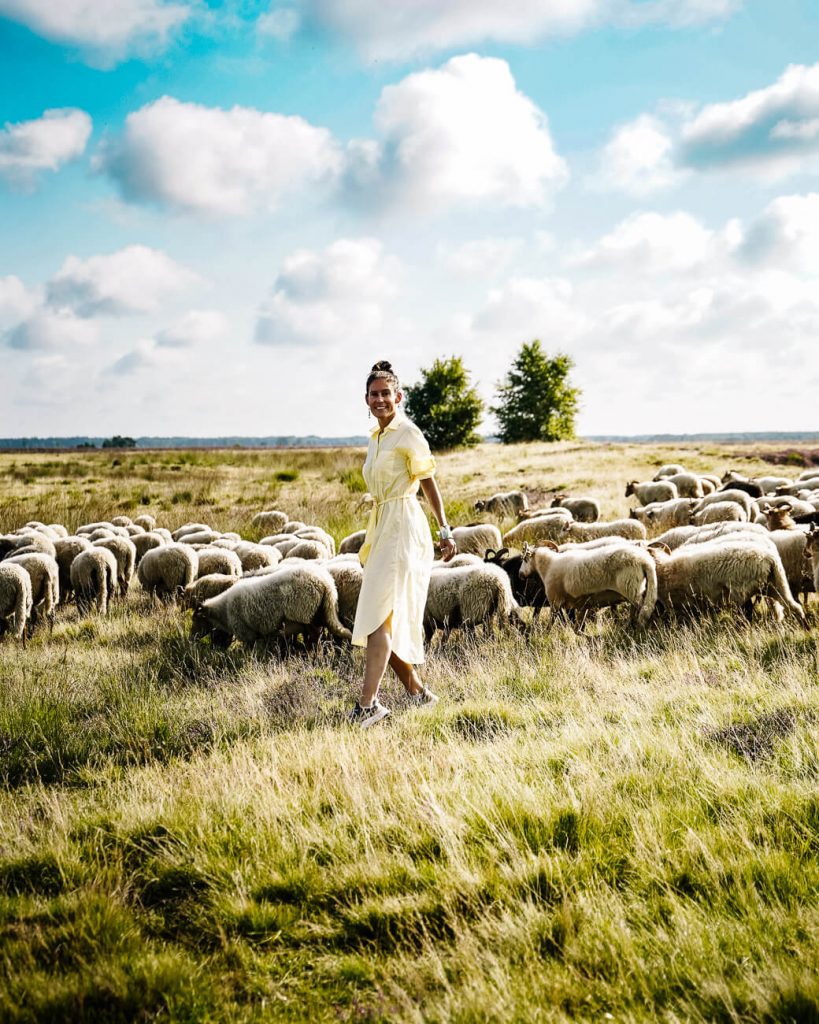 Deborah between the sheep in sheepfold Ruinen, one of the top things to do in Drenthe