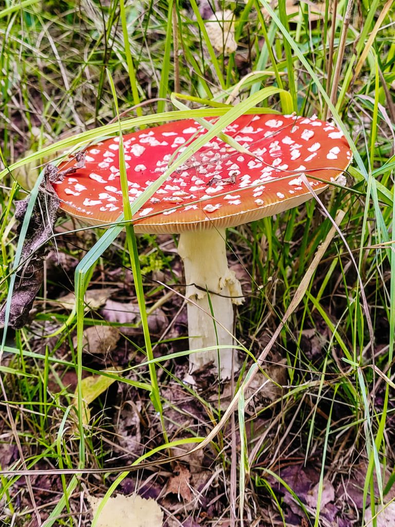 paddenstoel in Zuid Estland
