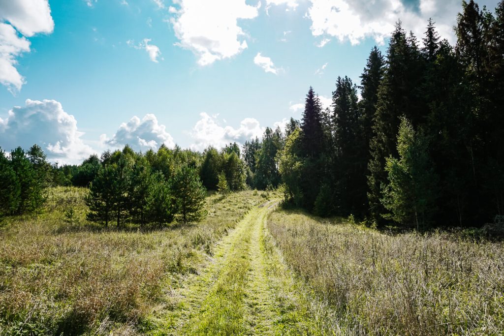Forest trail - beautiful hiking trail in South Estonia