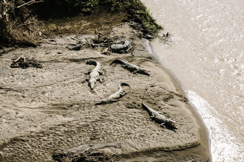 Under the crocodile bridge in Costa Rica, you will find numerous crocodiles that are part of the Carara National Park.