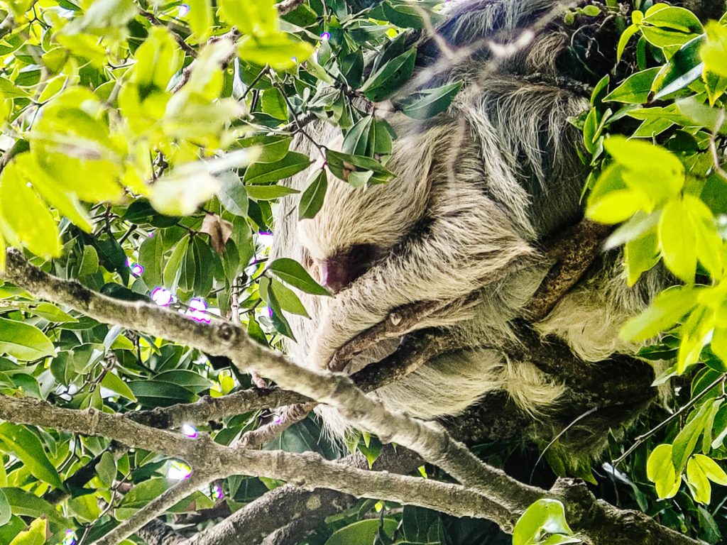 Sloth in Manuel Antonio National Park, one of the top things to do in Costa Rica.