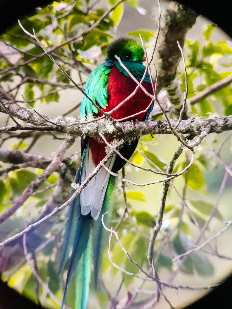 Quetzal in San Gerardo de Dota Costa Rica.