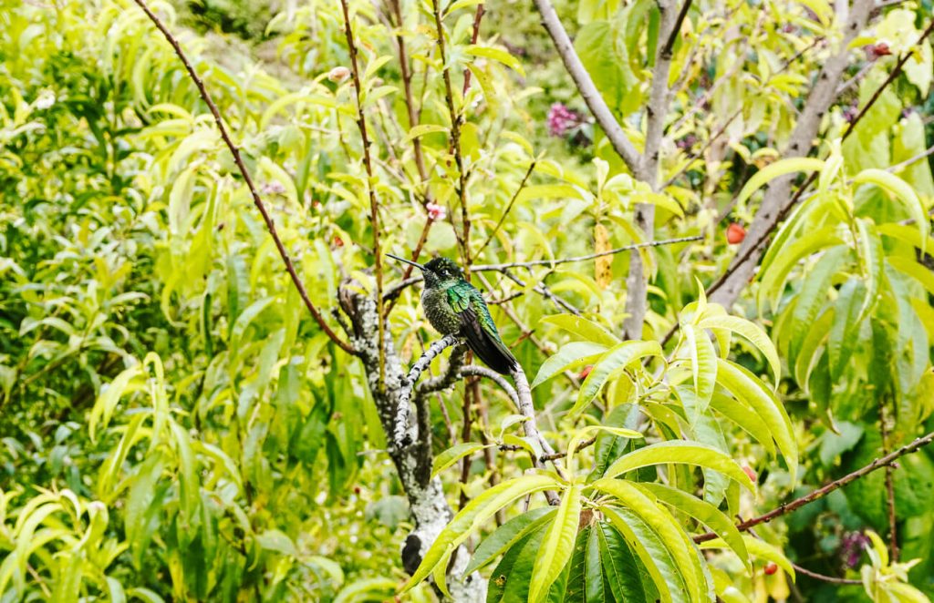 Hummingbird in San Gerardo de Dota.