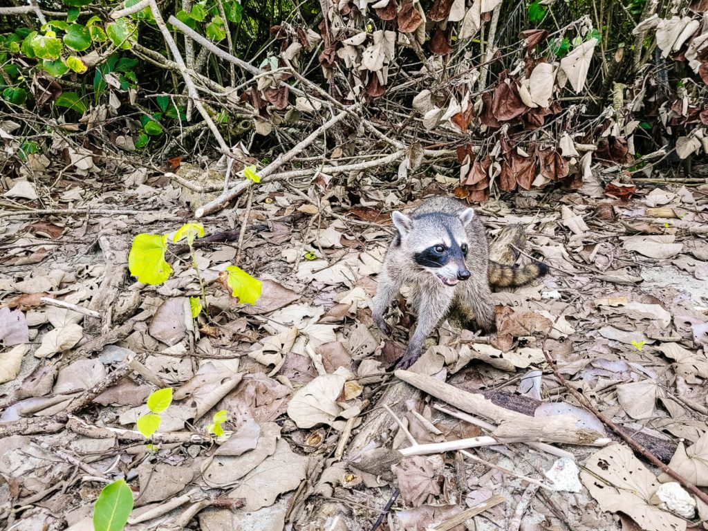 Raccoon in National Park Cahuita.