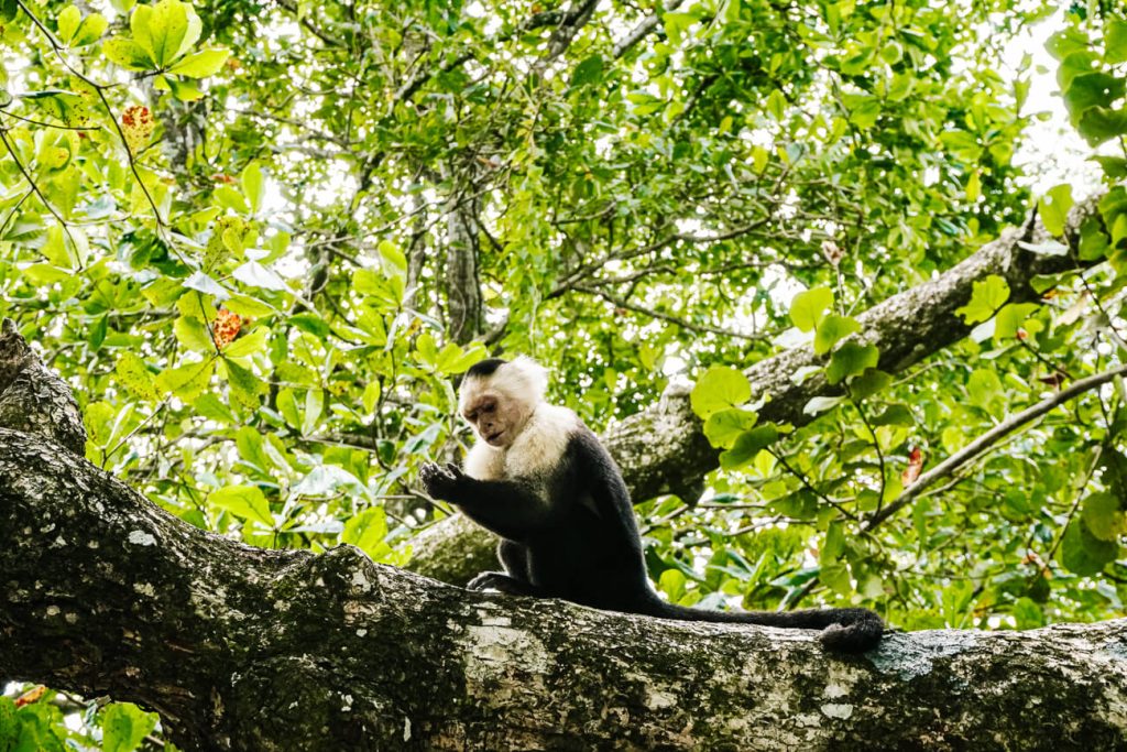 Monkey in National Park Cahuita.
