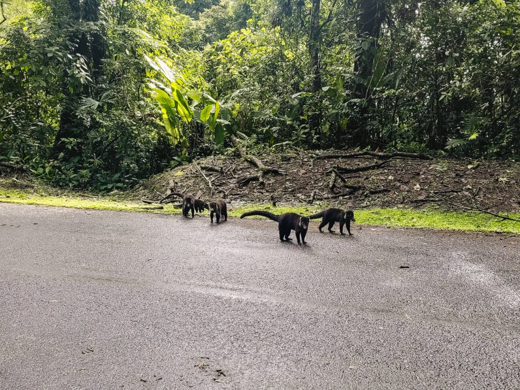 Nose bears along the road in Costa Rica.
