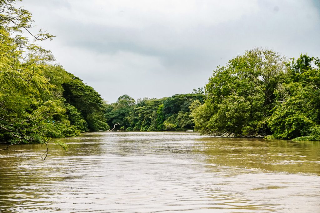 One of the best things to do in Costa Rica is a boat trip on the Caño Negro, near the Nicaraguan border, where you can spot countless birds.