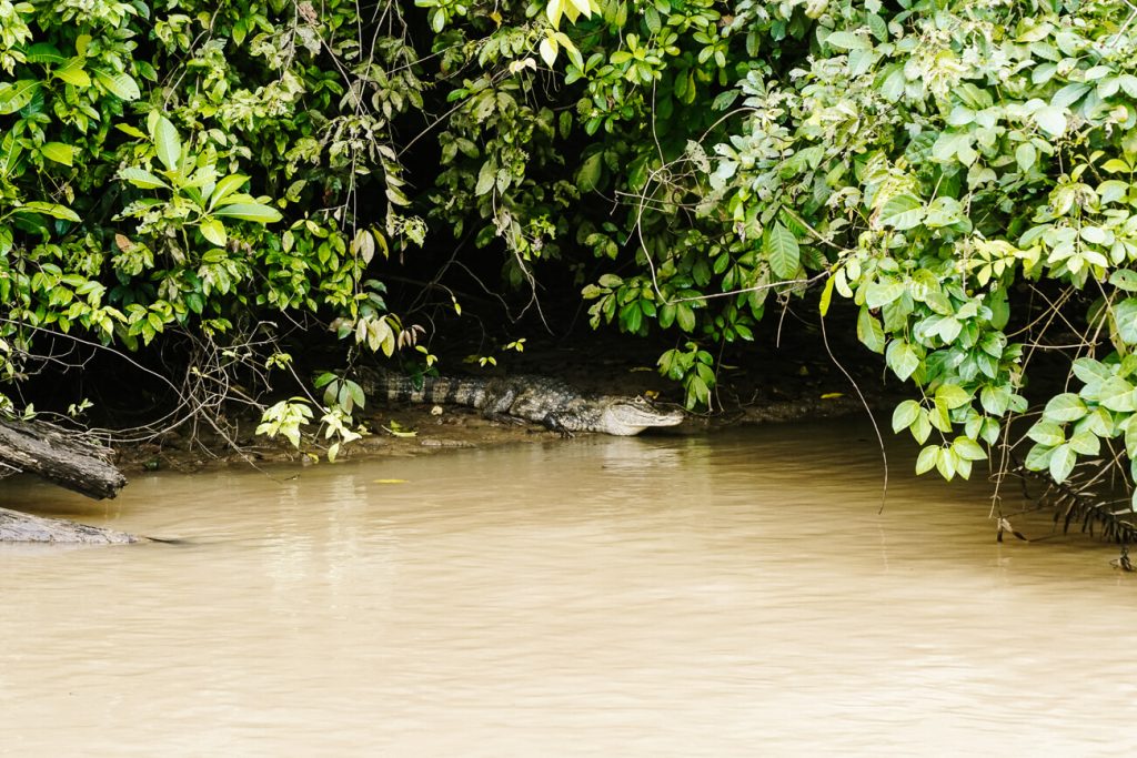 krokodil in Tortuguero Nationaal Park, een van de mooiste bezienswaardigheden en hoogtepunten tijdens een rondreis door Costa Rica