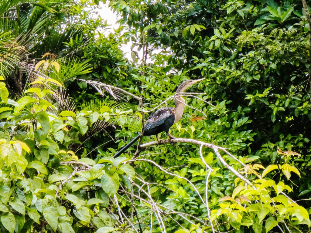 Snakebird in Cano negro. One of the best things to do in Costa Rica is a boat trip on the Caño Negro, near the Nicaraguan border, where you can spot countless birds.