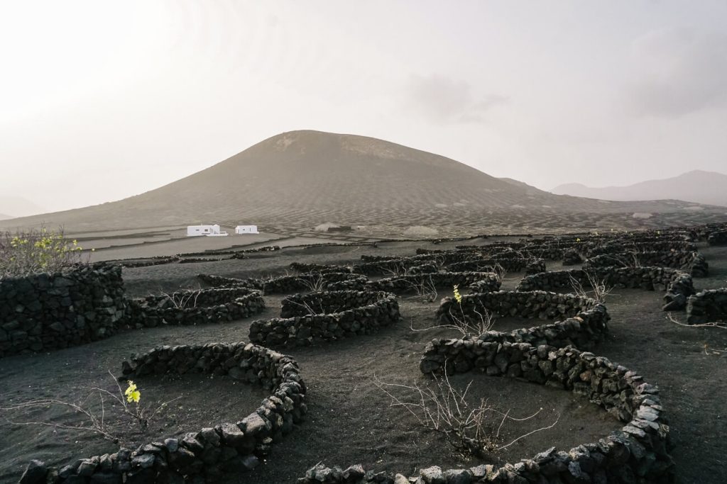 Wine region La geria, consisting of pitch black volcanic soil with small circles in pits, made of piled up stones. In each circle you will find one green plant/vine, filled with lava stones that can hold moisture. 