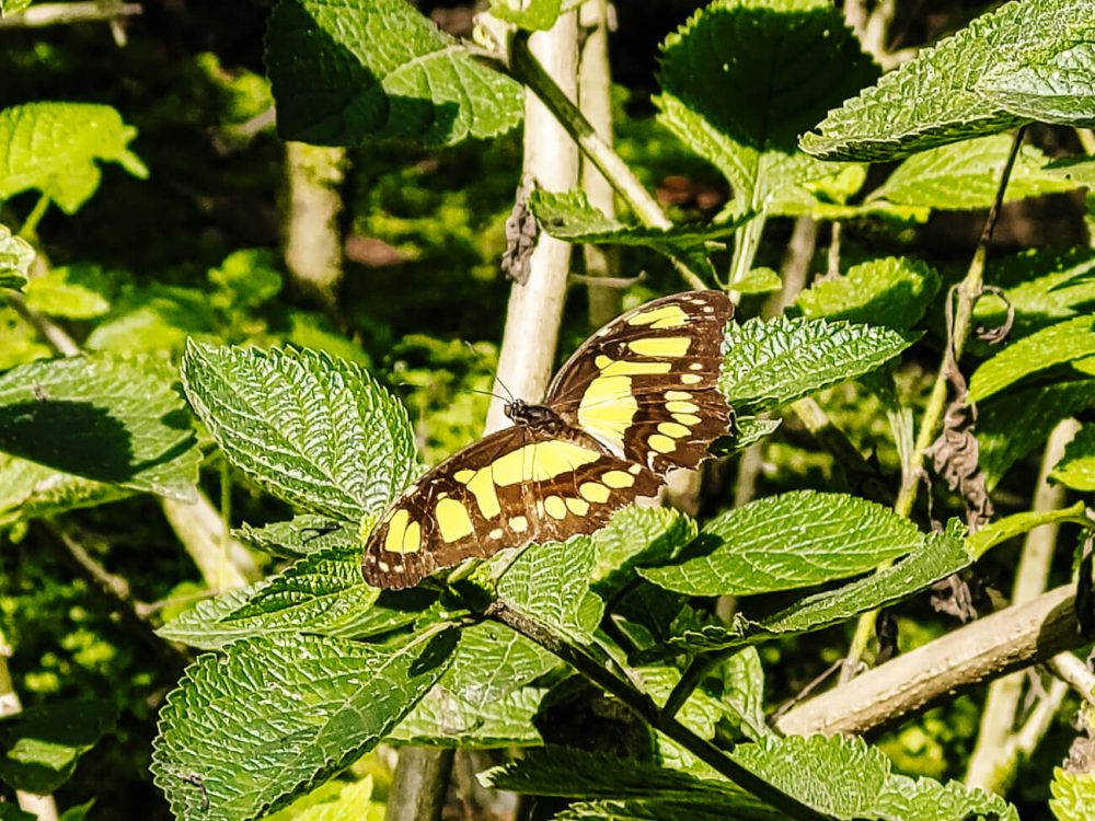 geel zwarte vlinder in vlindertuin Spirogyra
