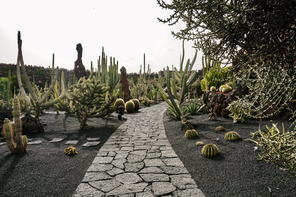 cacti in el Jardín de cactus, one of the top things to do on Lanzarote. In this former quarry surrounded by lava rocks, you will find more than 1,500 different cacti, which were planted by landscape artist César Manrique.