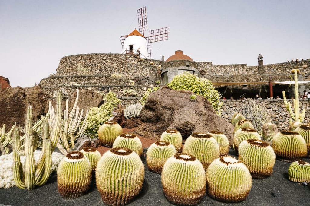 Extraordinary cacti in el Jardín de cactus, one of the top things to do on Lanzarote. In this former quarry surrounded by lava rocks, you'll find more than 1,500 different cacti, which were planted by landscape artist César Manrique.