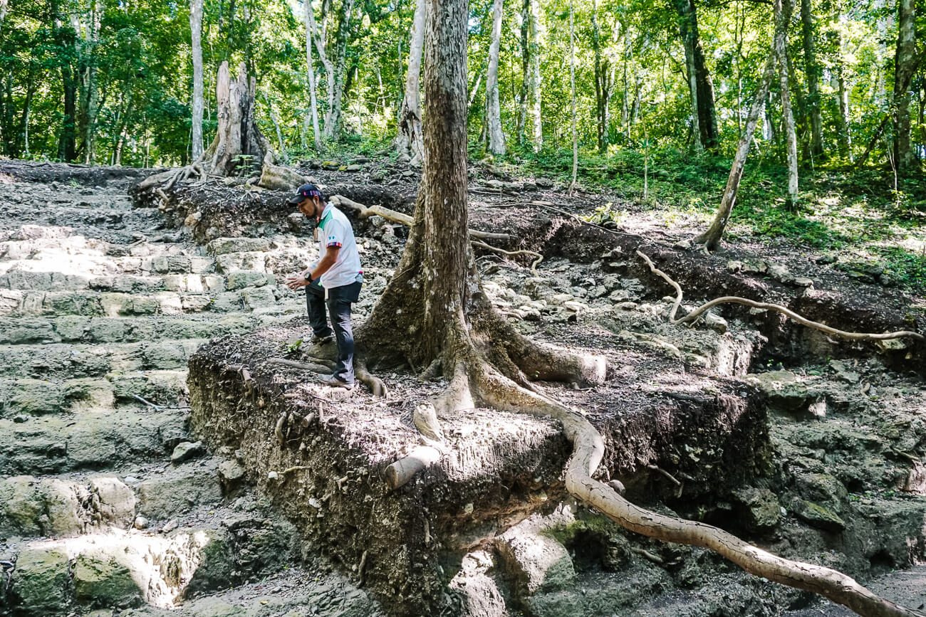 gids op grote boom die gegroeid is over Maya ruine in el mirador