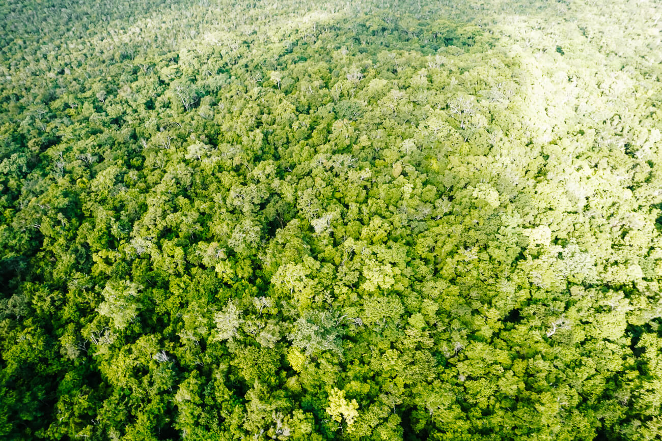 view of jungle from El Mirador Guatemala helicopter tour
